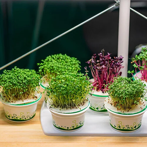 how to grow microgreens