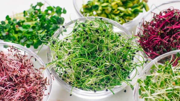 microgreens