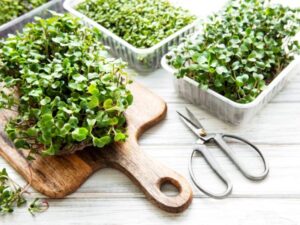 Microgreens